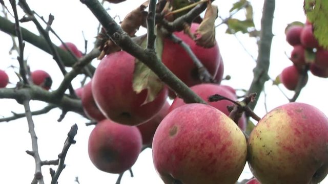 Apples growing on a tree in England UK