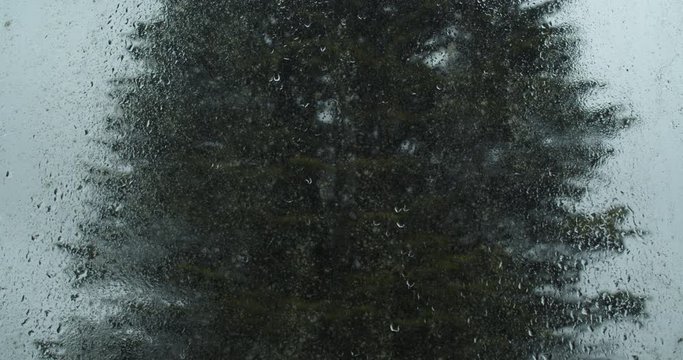 Rainy day by the window with blur pine tree in the background, zoom in