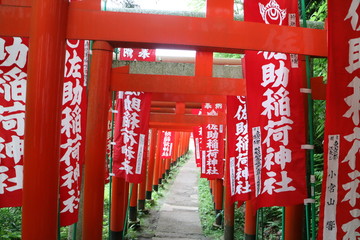 Fototapeta na wymiar 佐助稲荷神社の鳥居（鎌倉）