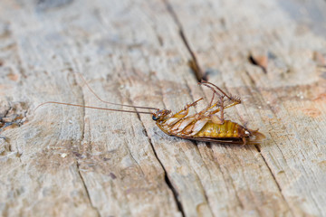 Close up of a cockroach on the wooden table. A dead cockroach in the kitchen.