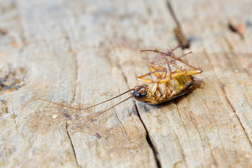 Close up of a cockroach on the wooden table. A dead cockroach in the kitchen.