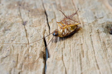 Close up of a cockroach on the wooden table. A dead cockroach in the kitchen.