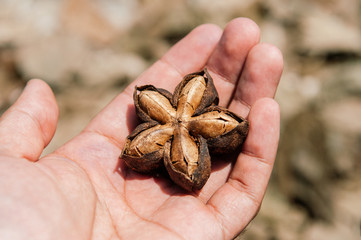 Sacha Inchi or Inca peanut in hand close up detail, dried sacha Inchi peanut for oil extracting