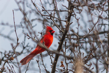Red Cardinal on a Branch