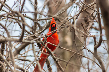 Red Cardinal Gazing from a Branch