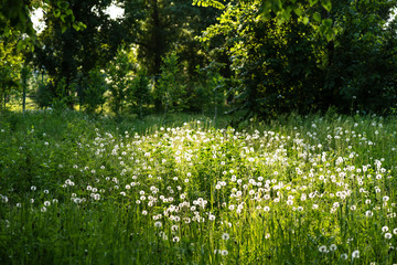 Obraz premium Whate dandelions bloom in a sun meadow near the forest