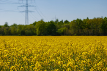 Selected focus, outdoor sunny landscape view of Yellow rapeseed blossom field in spring or summer season against blue sky and blur background of high voltage tower and cable.
