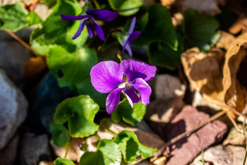 purple flowers in the garden background