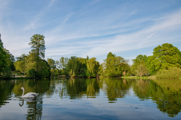 Outdoor sunny scenery of mute swan swim on pond surrounded with green natural environment of park in summer season in Europe.