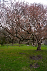 Trees in spring at an empty park