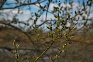 Blooming buds on a willow.