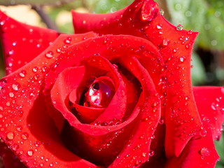Close-up on a freshly bloomed red rose with dew on the petals. Summer time. Love concept