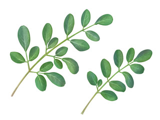 Moringa Leaf Hand Drawn Pencil Illustration Isolated on White with Clipping Path