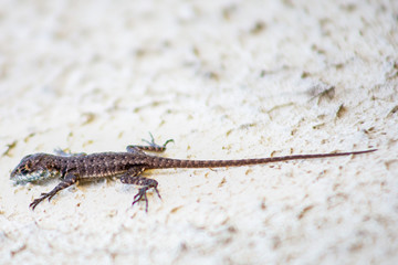 lizard on the stone