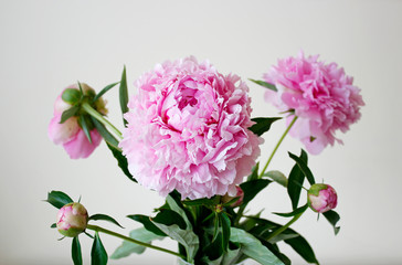 Vibrant Pink fluffy peonies flowers in vase on white background. Macro closeup pink flowers in interior.