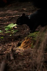 ardilla negra caminando por el bosque, ardilla en el bosque, ardilla, ardilla buscando comida 