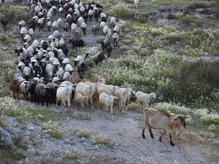 pequeño rebaño de ovejas de diferentes especies, ovejas caminaod en el campo, ovejas caminanod,...