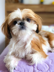 shih tzu dog