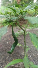 Critical chili peppers that are still green