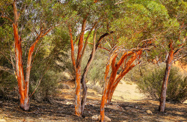 salmon gum trees endemic to Western Australia