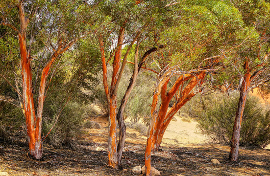 Salmon Gum Trees Endemic To Western Australia