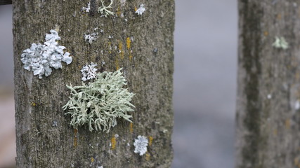 inflorescences of gray and green moss on old wood closeup
