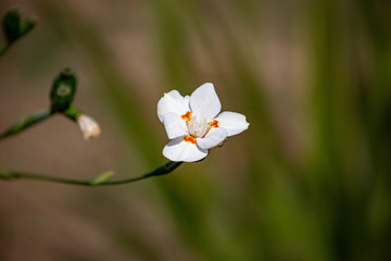 white butterfly on a flower