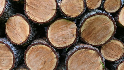 Fototapeta premium stack of logs background texture or wallpaper