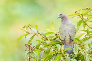 Gorgeous pink-necked green pigeon in a singapore park