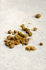 horse dung On the road