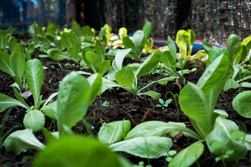 salad vegtable planting on planting pot