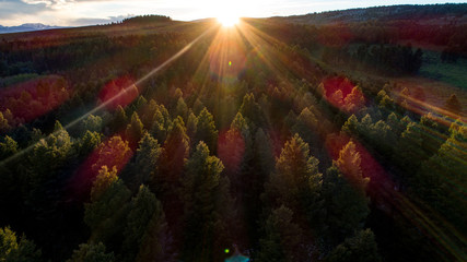 Sun rays shining over pine tree forest