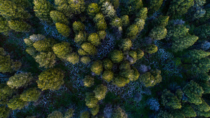 Naklejka na ściany i meble Looking down a pine tree forest from aerial view