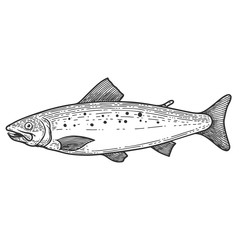 illustration of trout fish in engraving style. Design element for poster, label, sign, emblem, menu. Vector illustration
