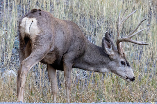 Mule deer buck in the wild grazing
