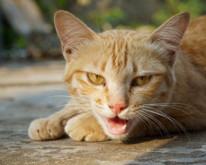 portrait of white and yellow cat