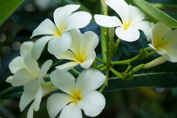 Fototapeta na wymiar white frangipani flowers