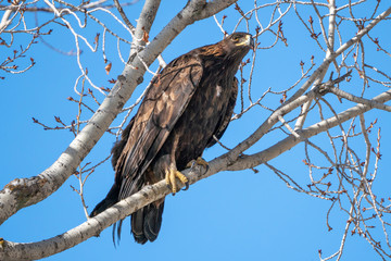 Golden Eagle perched in a tree