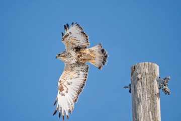 Hawk flying in the sky from power pole