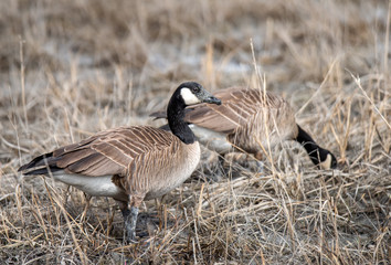 Canadian Goose