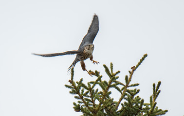 American Kestrel