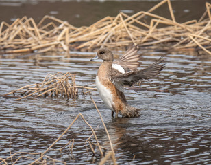 American Wigeon - Female