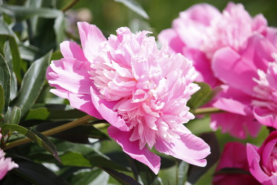 Pink fluffy peonies in the garden. Charming tender peony flowers at the day sun.