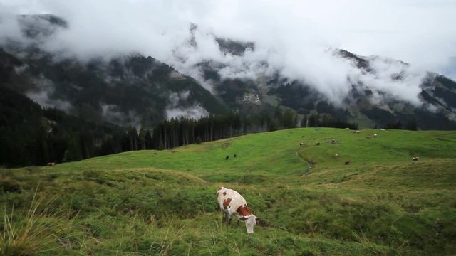 A cow grazing on a steep green meadow in the mountains with low hanging scattered clouds in the background on an overcast day. Wide-angle shot