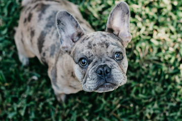 french bulldog puppy