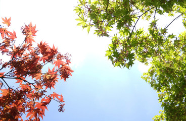 red maple leaves