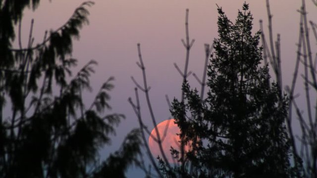 Pink Full Moon Glowing With A Blue Night Sky Background Behind The Pine Trees- Low-Angle Shot