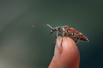 A beautiful longhorn beetle sitting on a fingertip