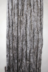 tree background texture vintage