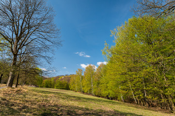 Meadow in the forest on a sunny day in spring